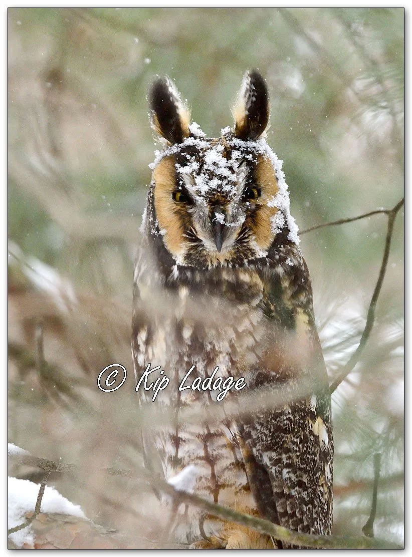 Long-eared Owl - Image 1058583