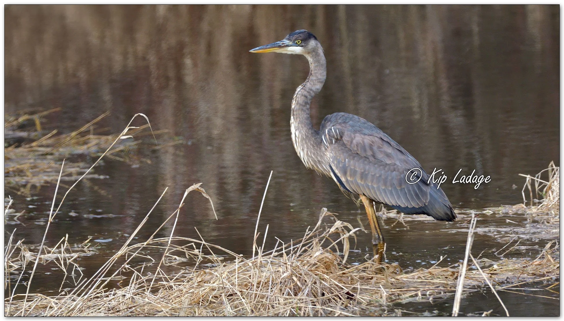 Great Blue Heron - Image 1069119