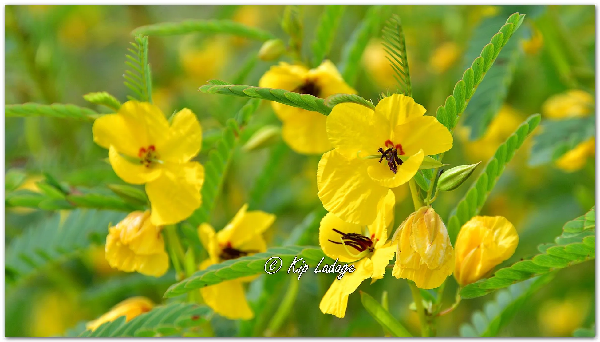 Partridge Pea - Image 1139164