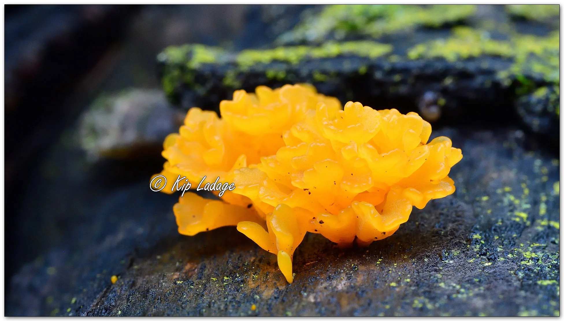 Fan-shaped Jelly Fungus - Image 1151342