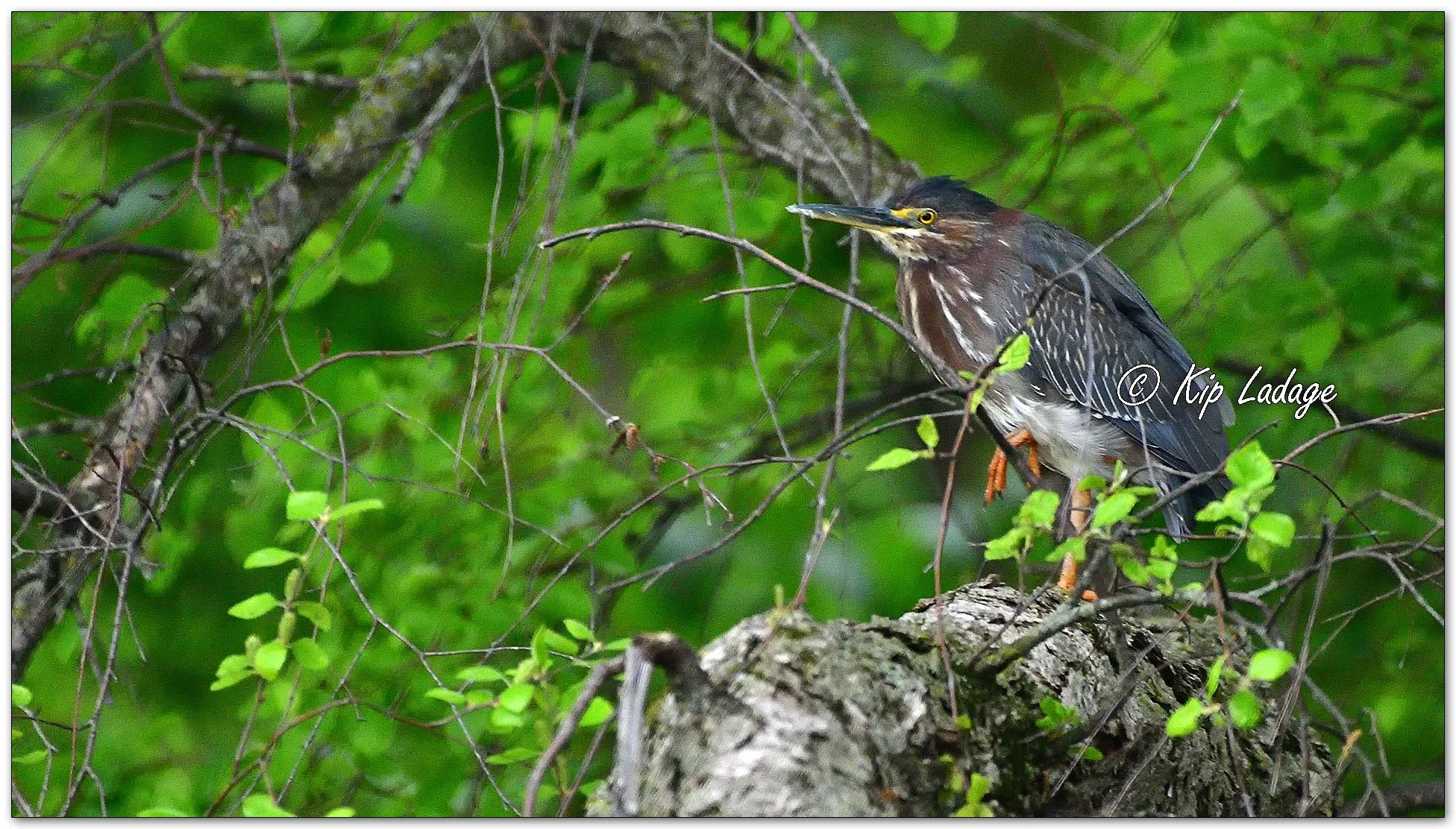 Green Heron - Image 1098730