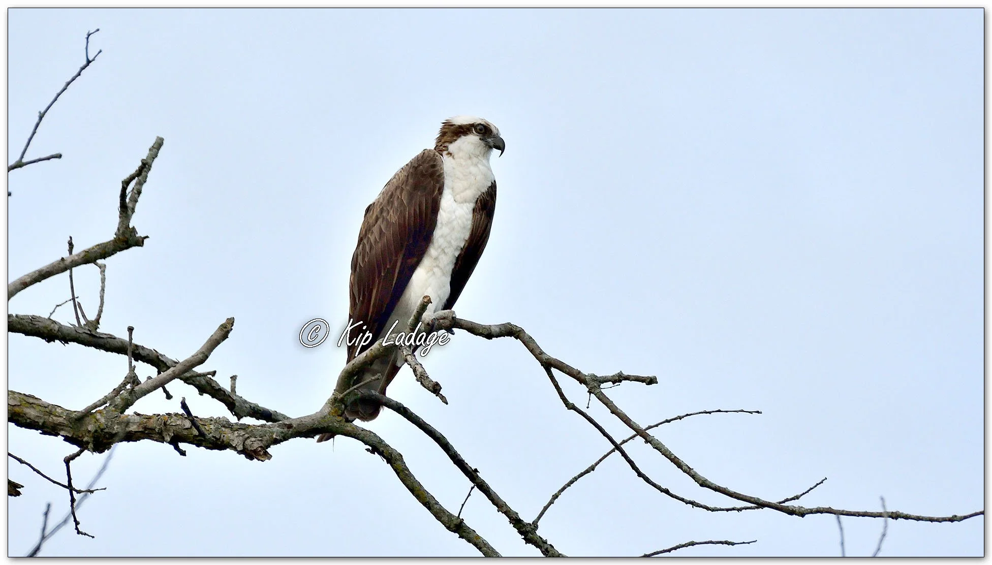 Osprey - Image 1149708