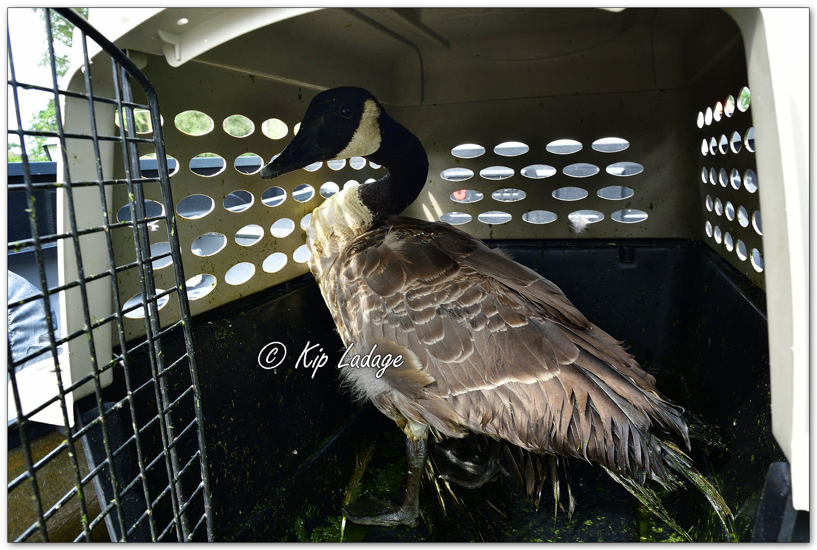 Canada Goose with Broken Wing - Image 1136247