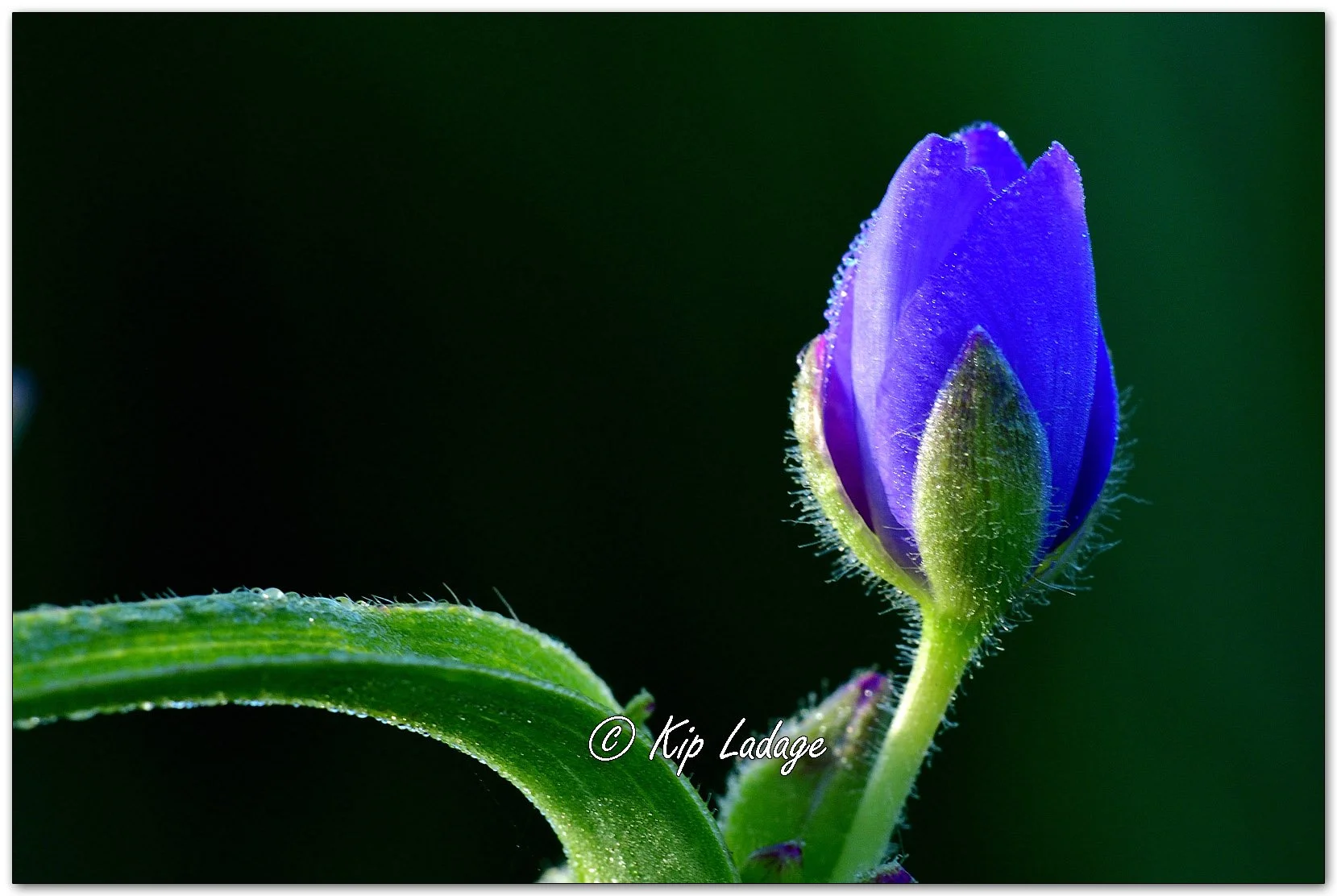 Spiderwort - Image 1111740