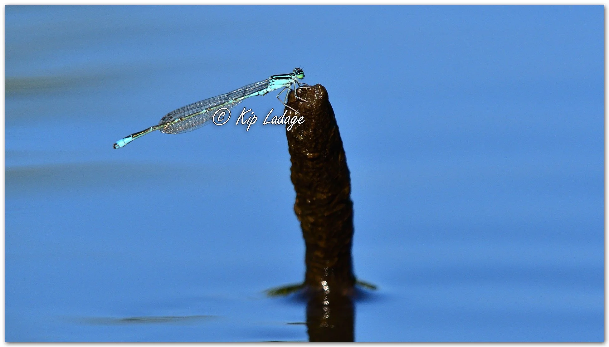 Blue Damselfly - Image 1122616