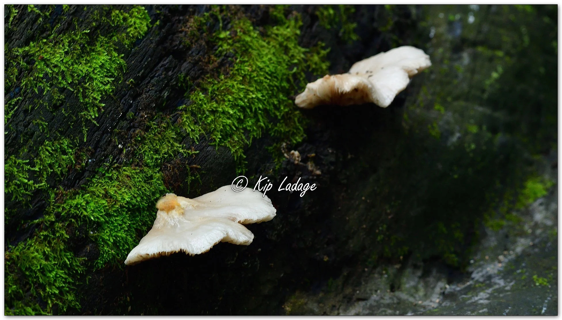 Peeling Oysterling Fungi - Image 1134388