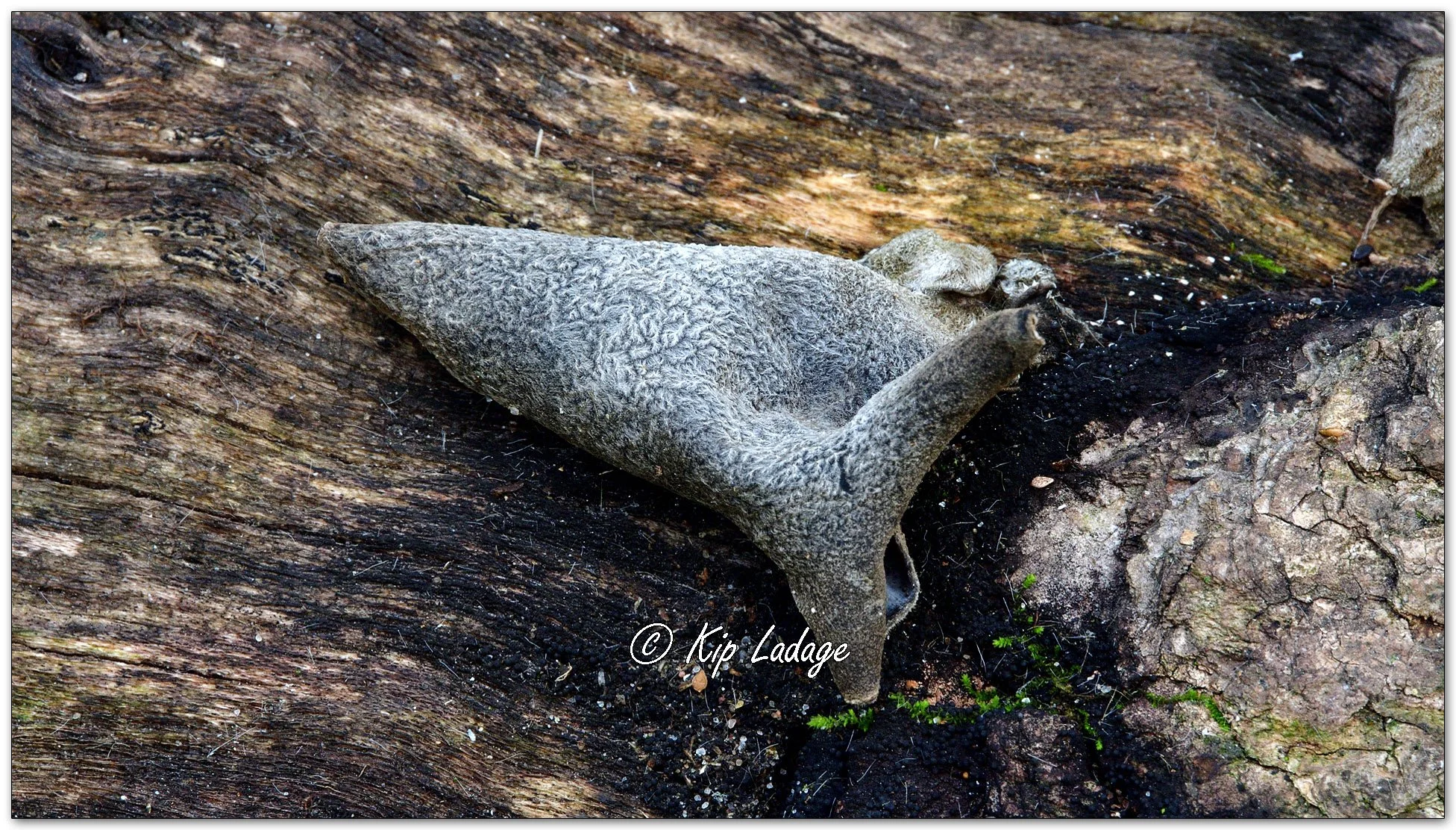 Unknown Gray Fungi - Image 1163575