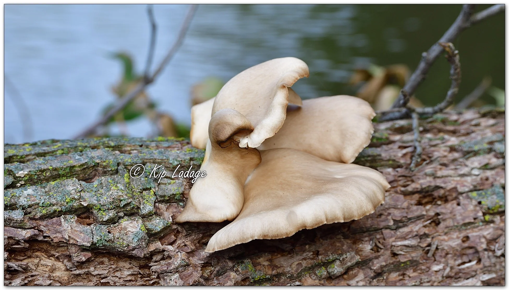 Oyster Mushroom - Image 1153527