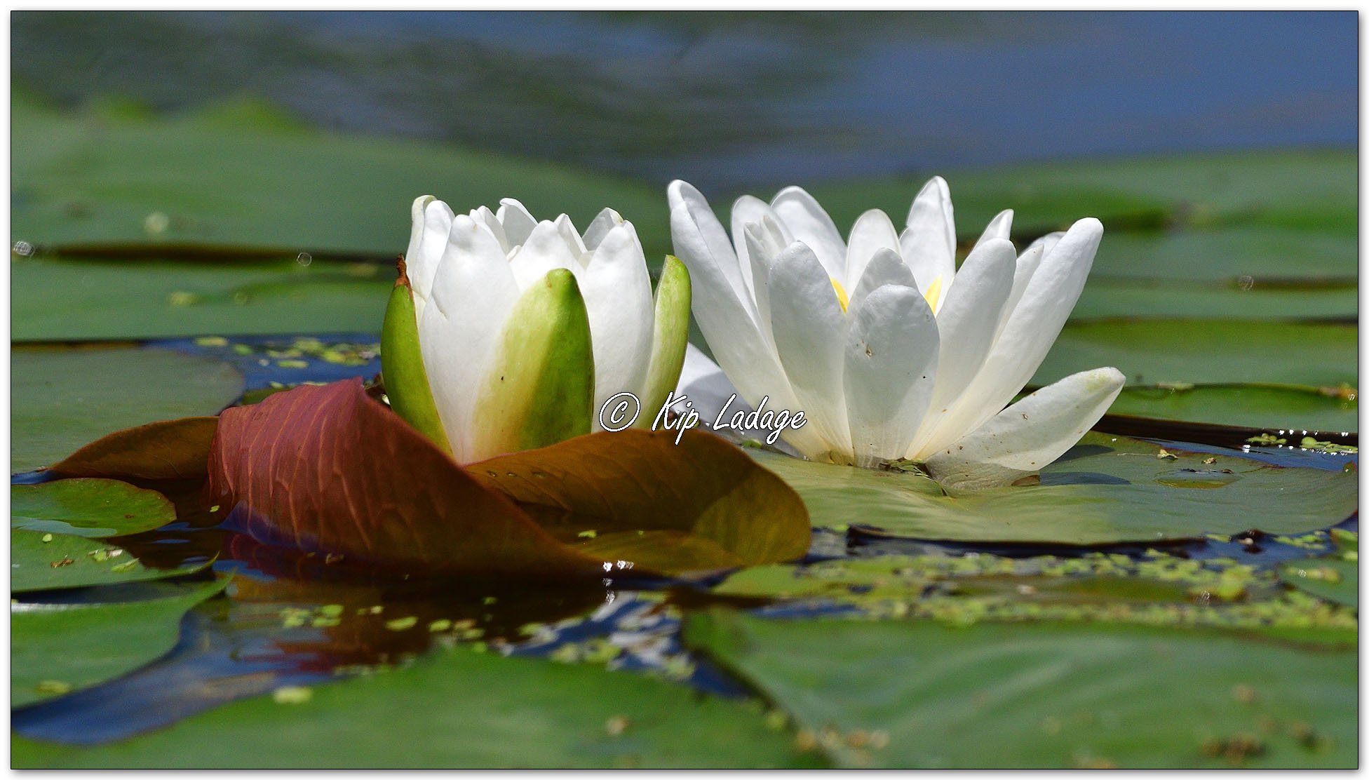 Fragrant Water Lily - Image 1115391