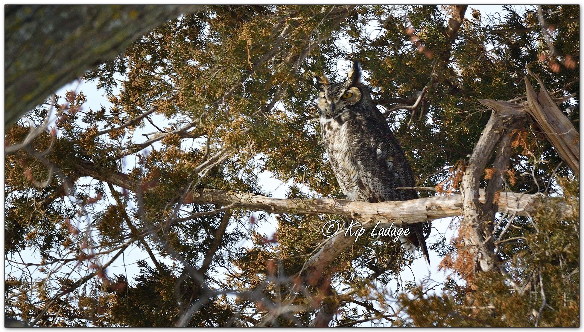 Great Horned Owl - Image 106510