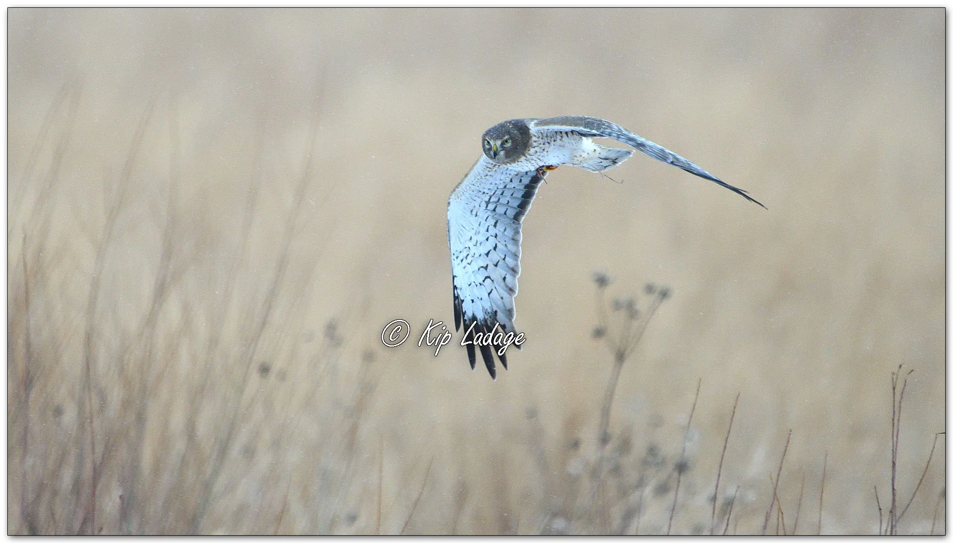 Northern Harrier in Flight - Image 1061061