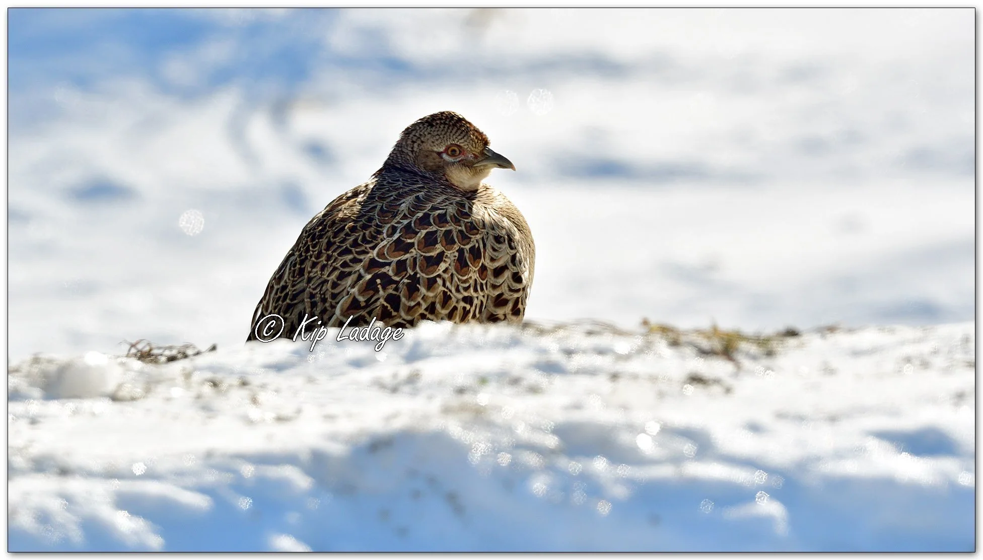 Hen Ring-necked Pheasant - Image 1049444