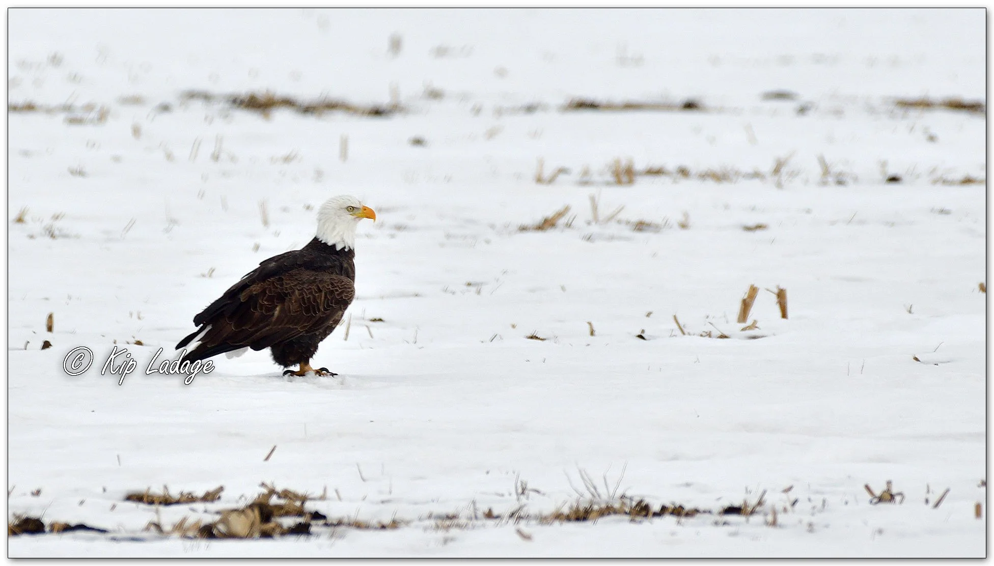 Adult Bald Eagle in Snowy Field - Image 1067159