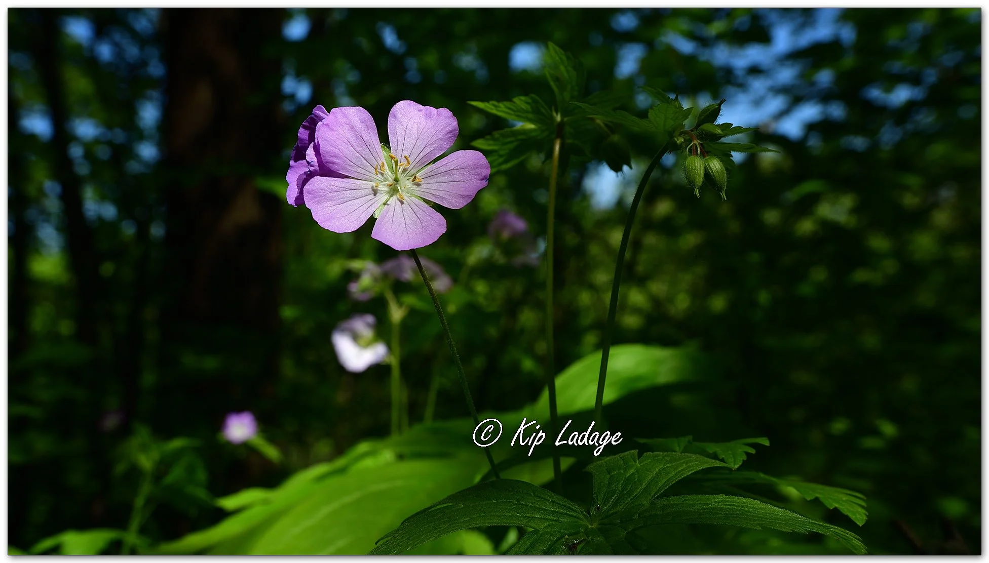Wild Geranium - Image 1097142