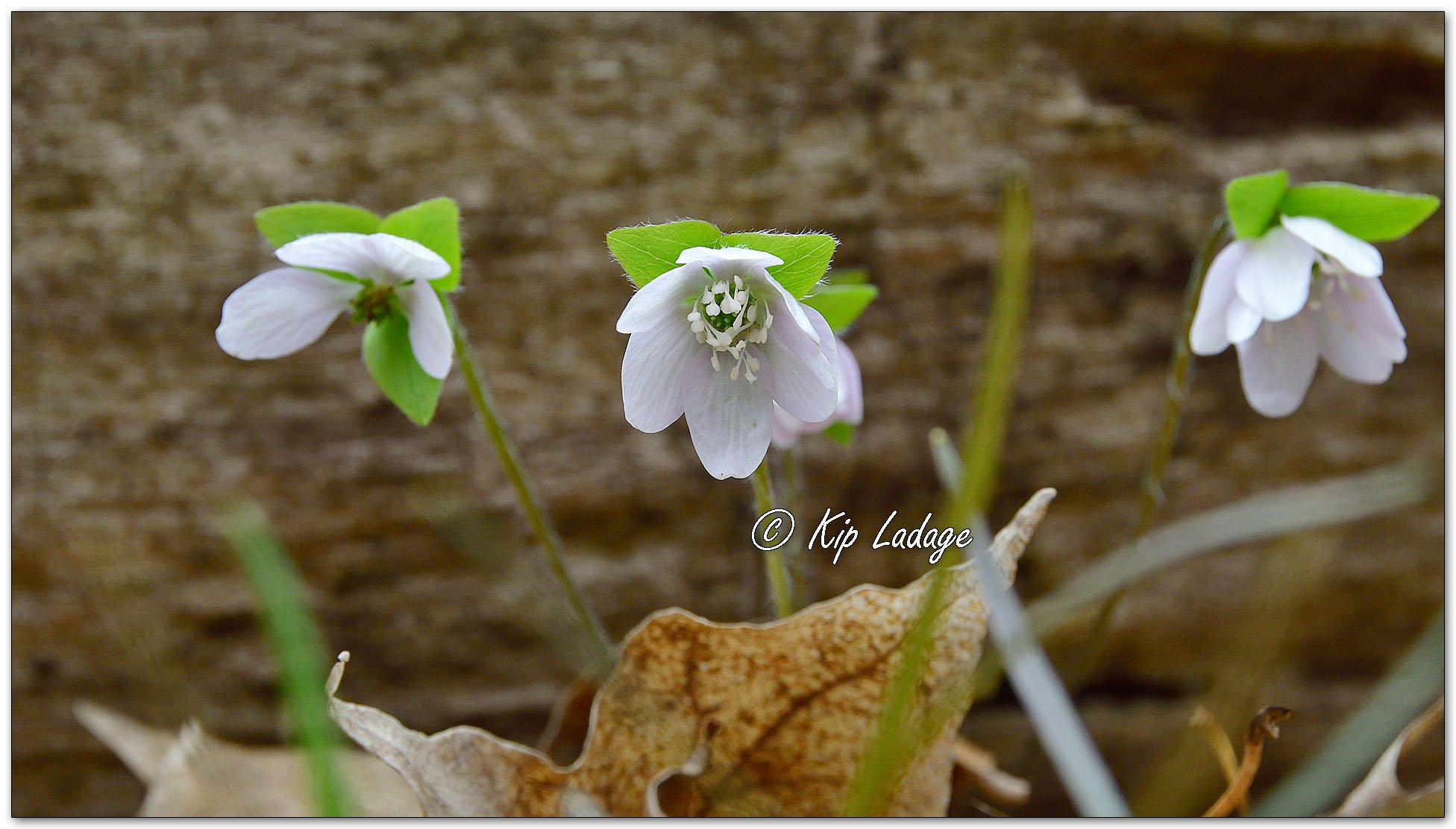 Hepatica - Image 1084268