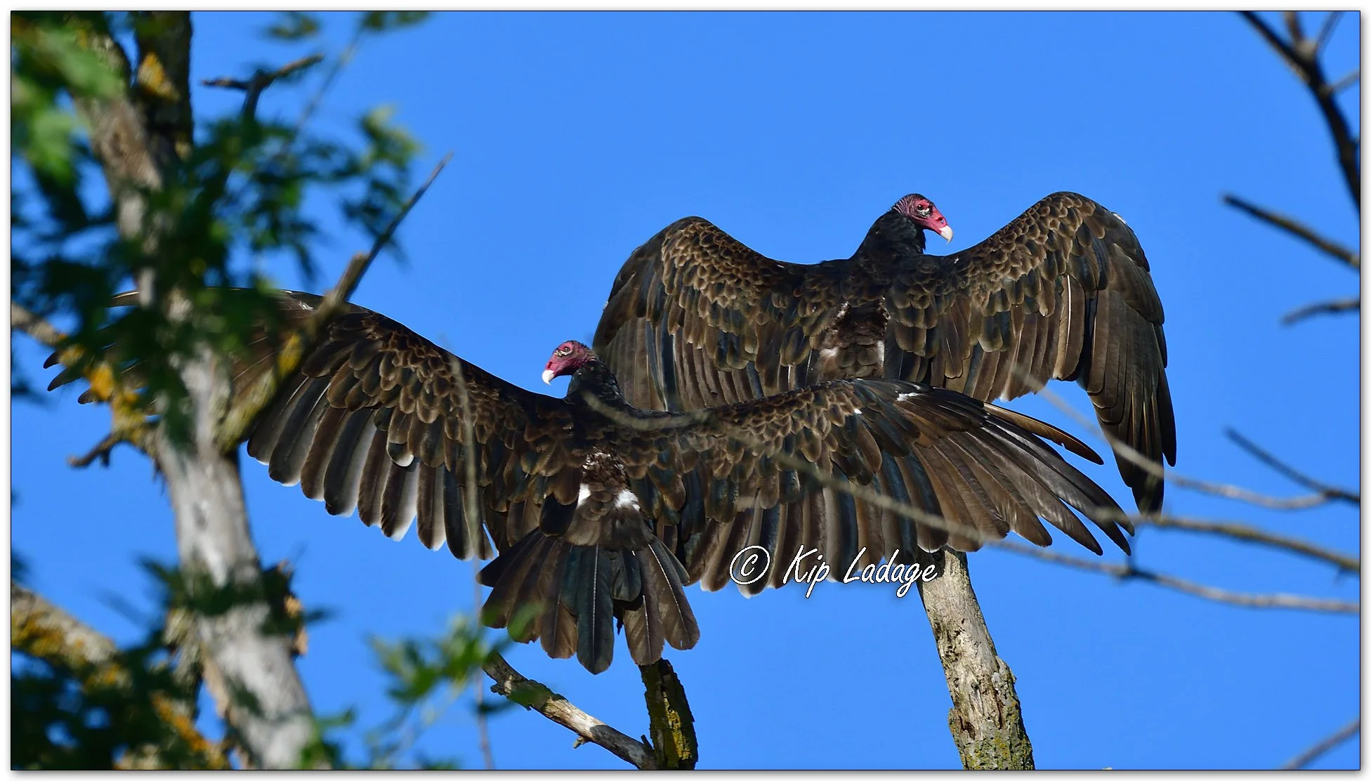 Two Turkey Vultures - Image 1125832