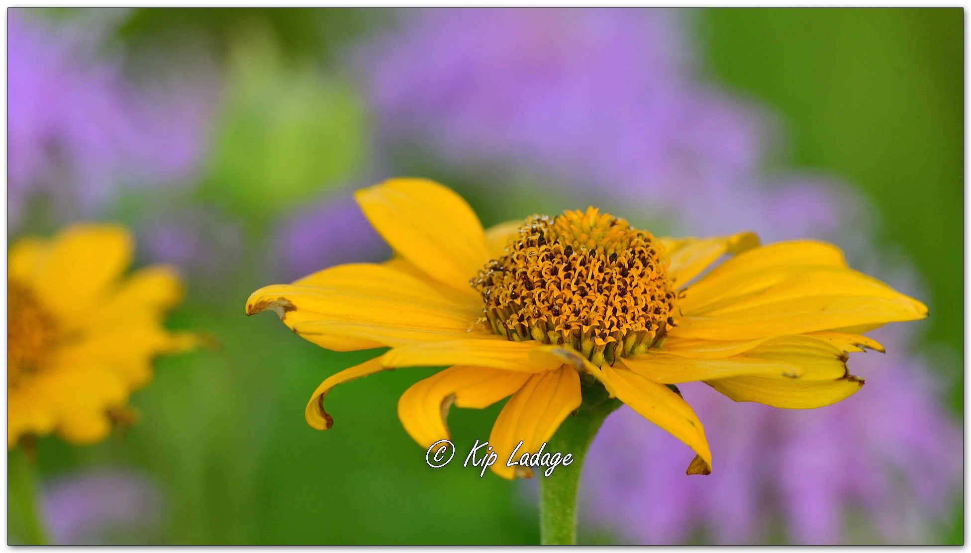 False Sunflower and Wild Bergamot - Image 1118389
