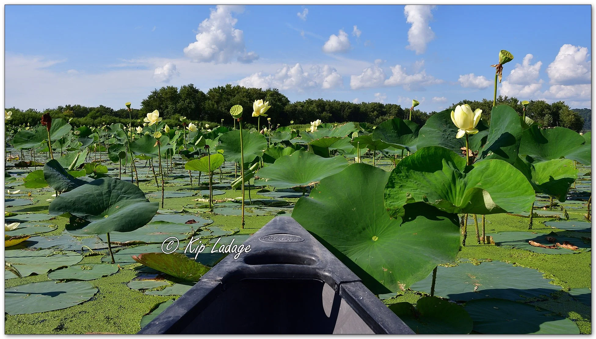 Paddling Among American Lotus - image 1138419