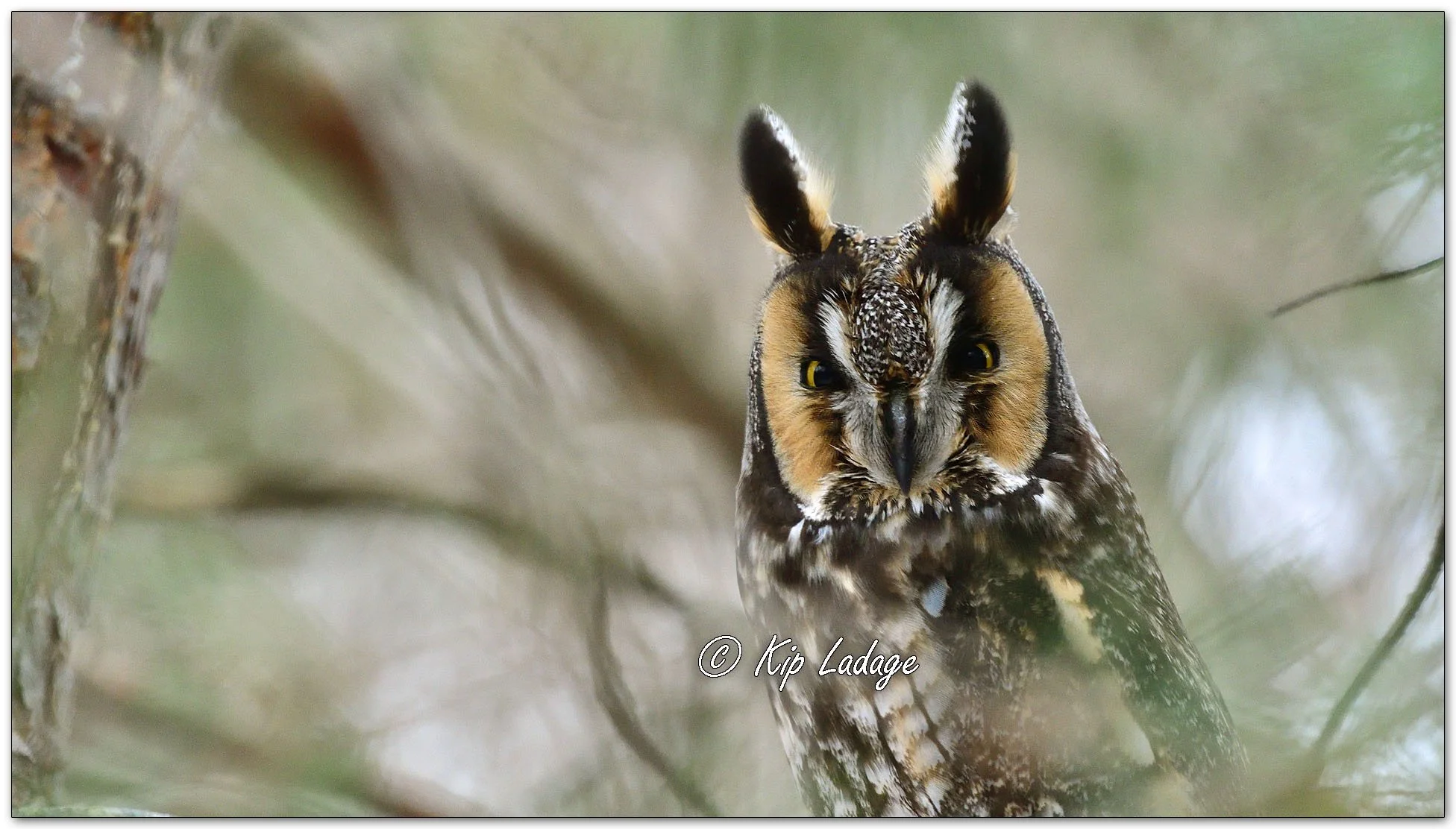 Long-eared Owl - Image 1057730