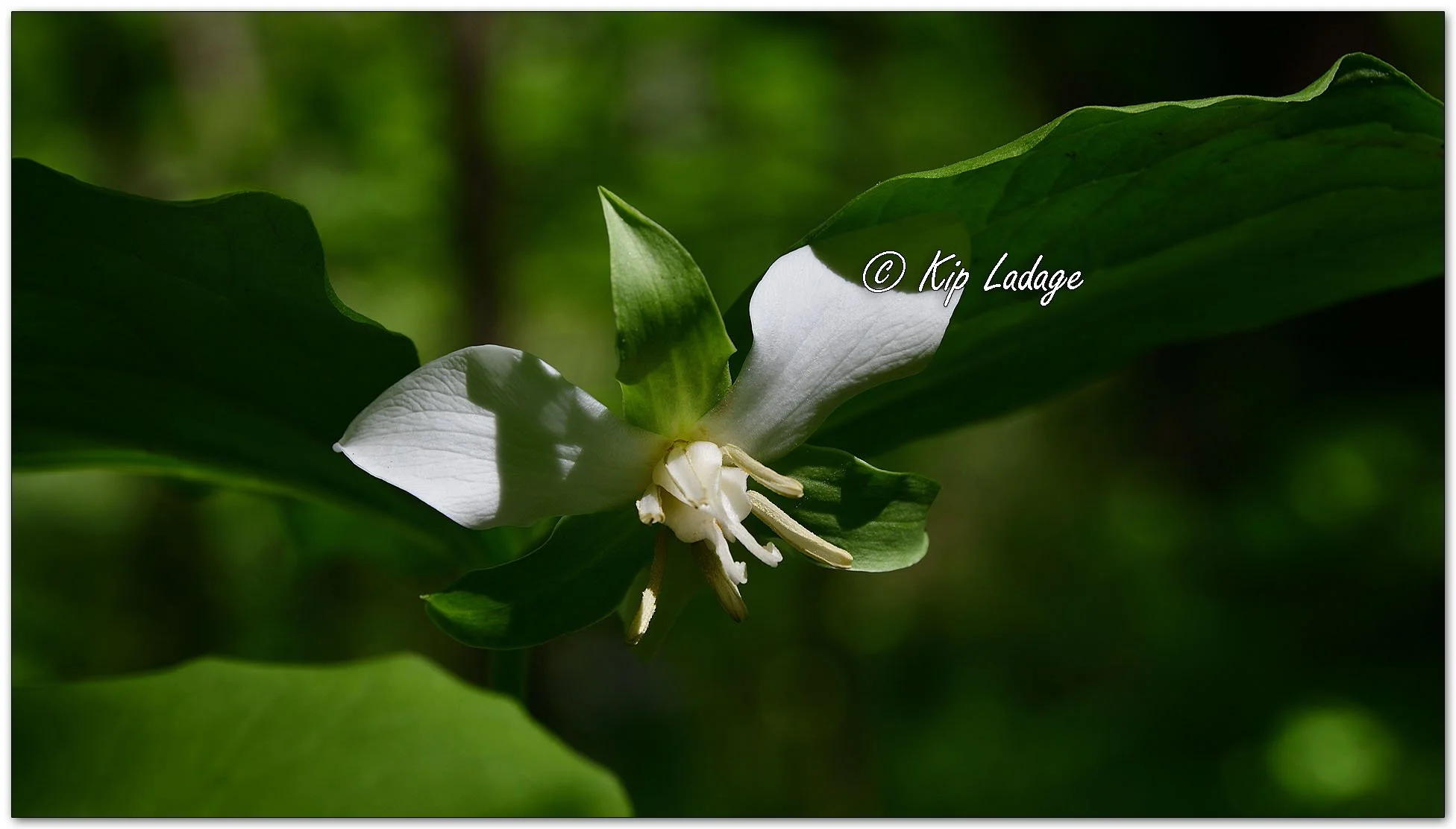 Nodding Trillium - Image 1096985