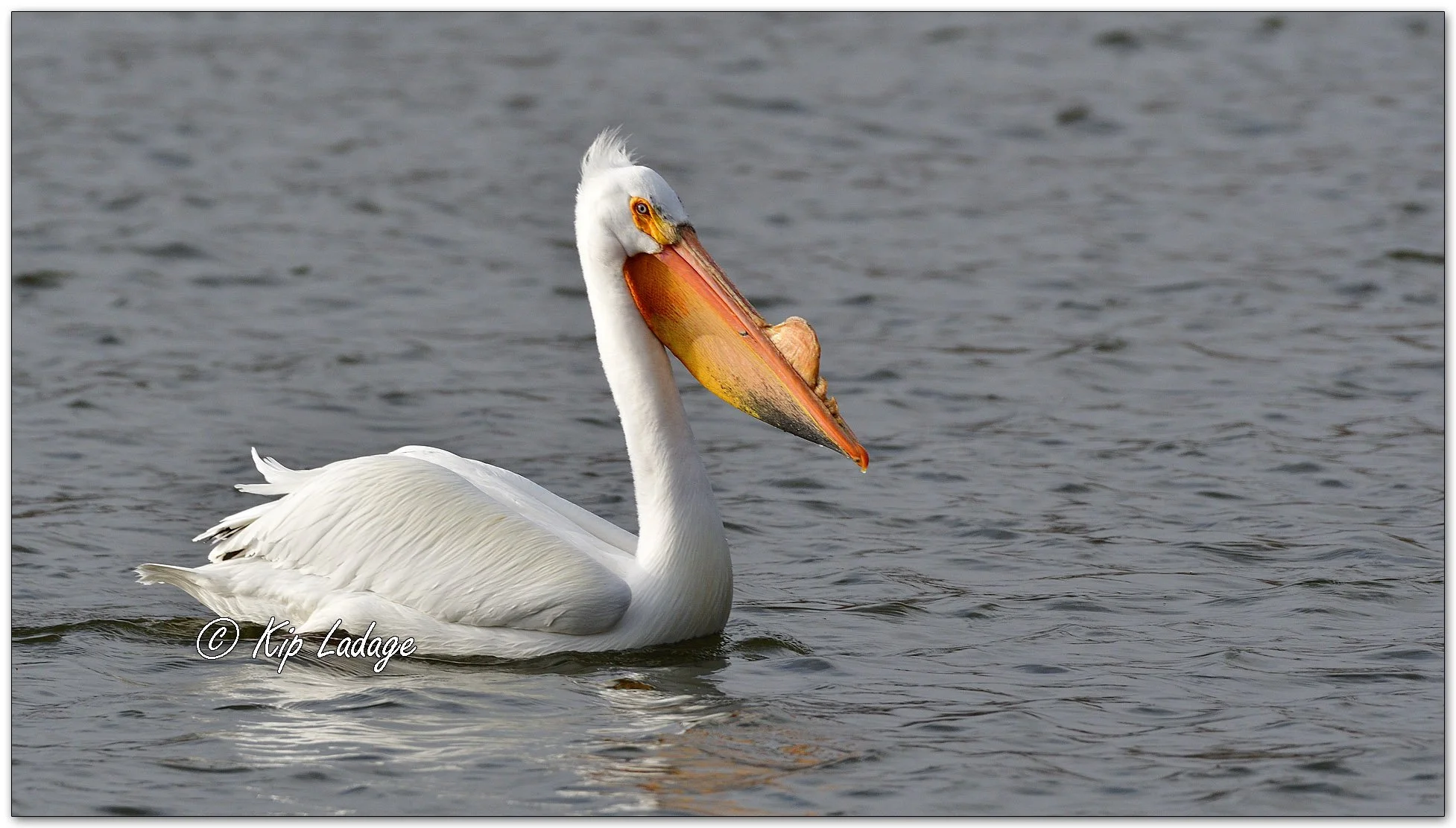 American White Pelican - Image 1082000