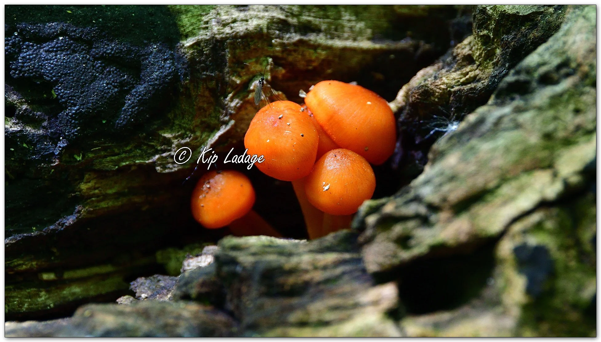 Orange Mycena - Image 1099972