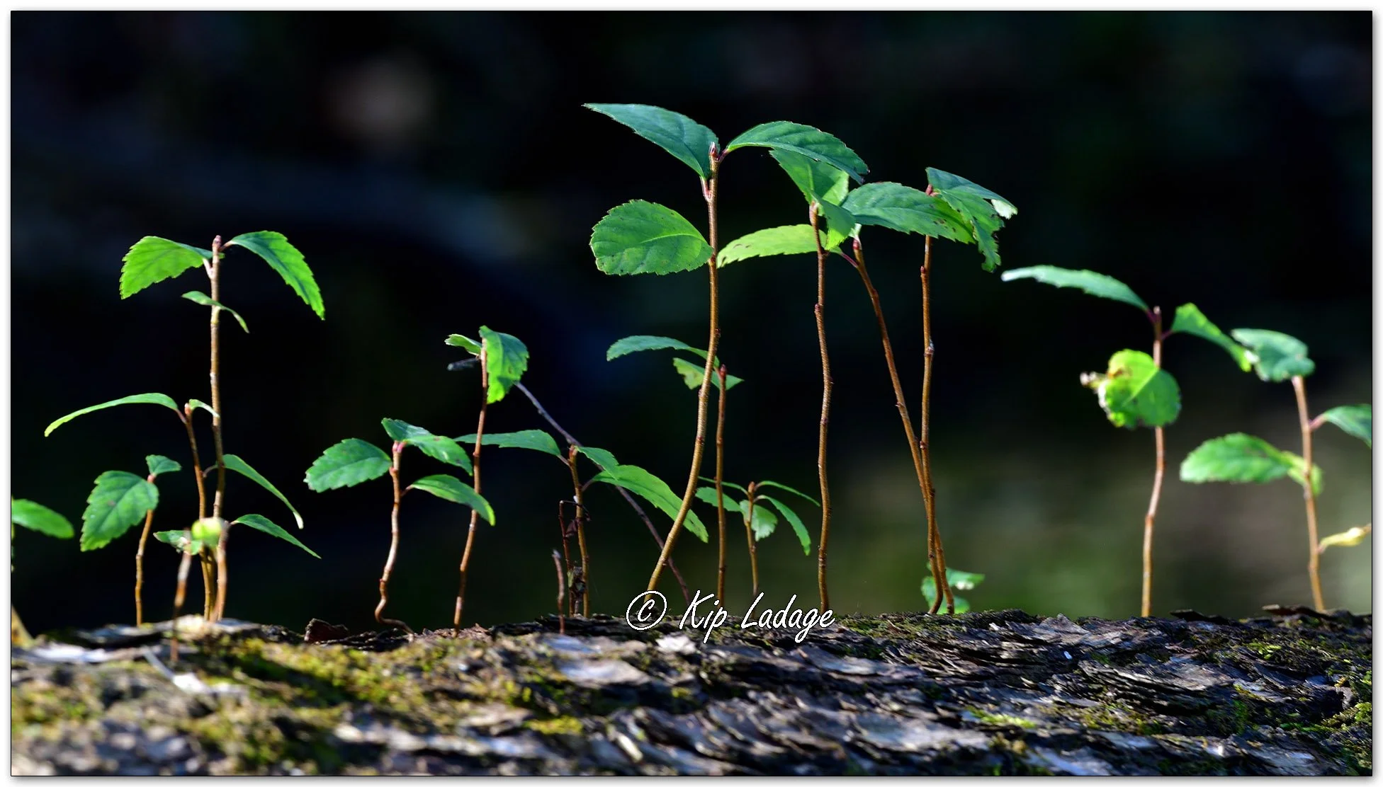 River Birch Seedlings on Log - Image 1164457
