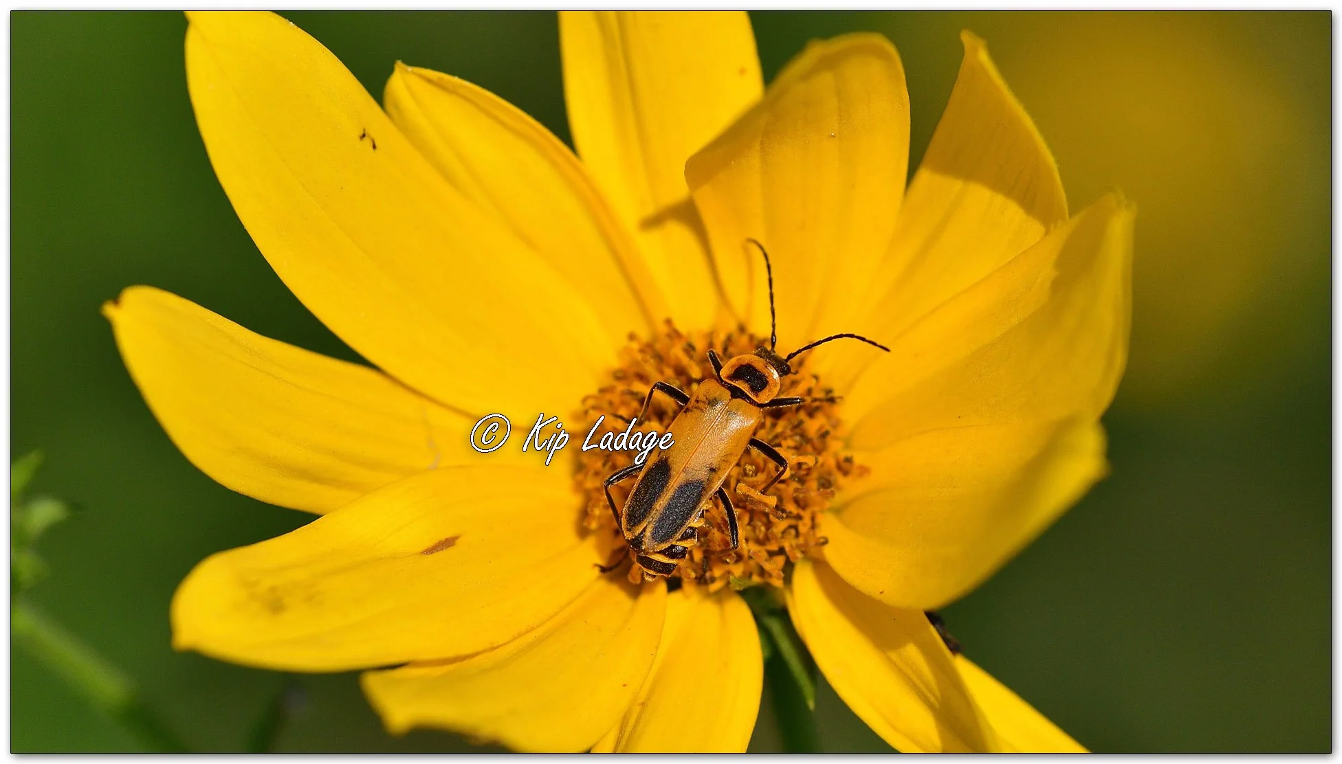 Goldenrod Soldier Beetle on False Sunflower - image 1140075