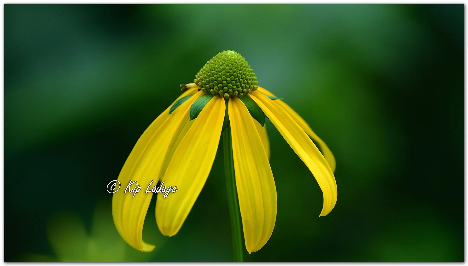 Cutleaf Coneflower - Image 1131824