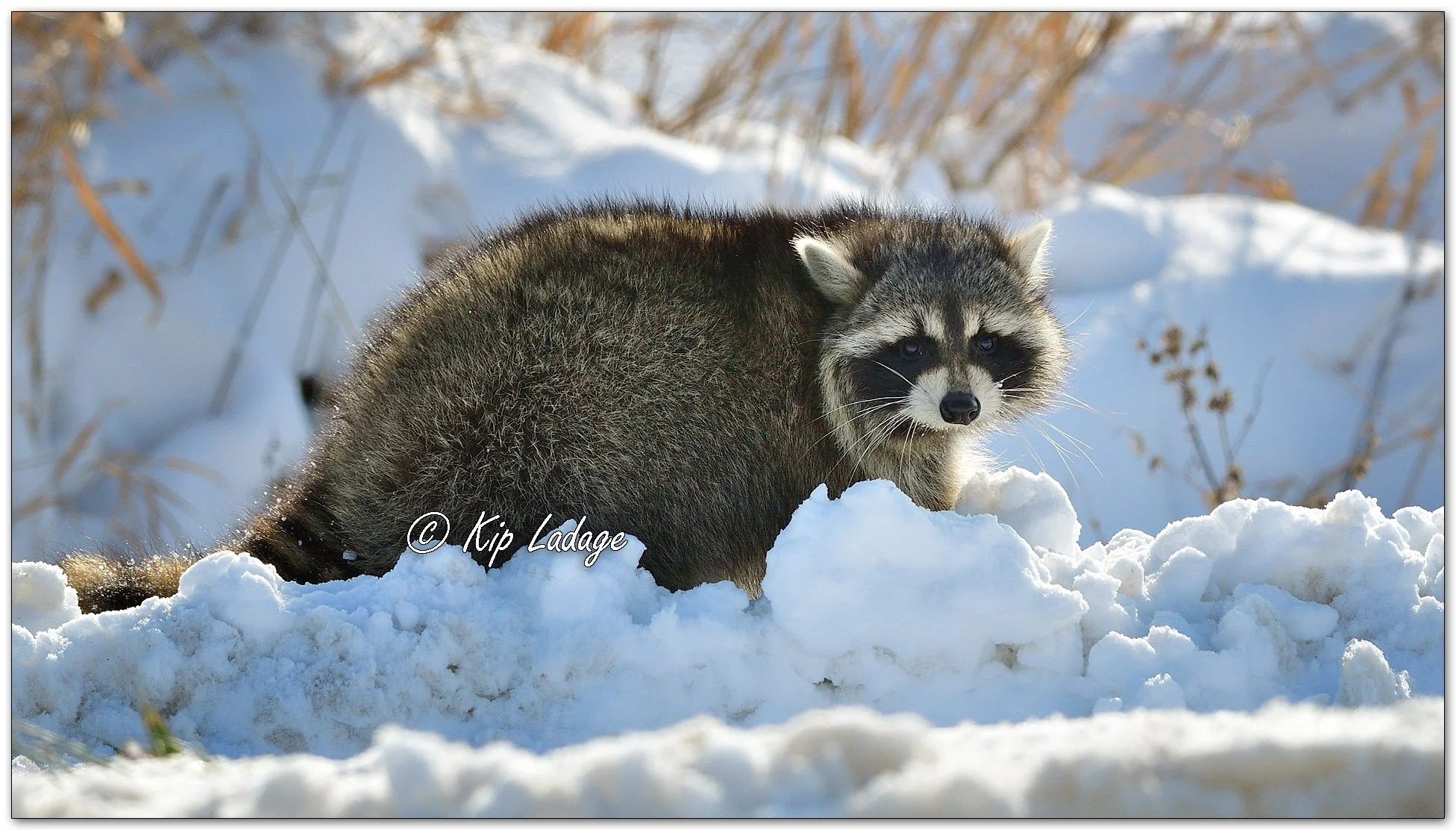 Raccoon in Snow - Image 1047582