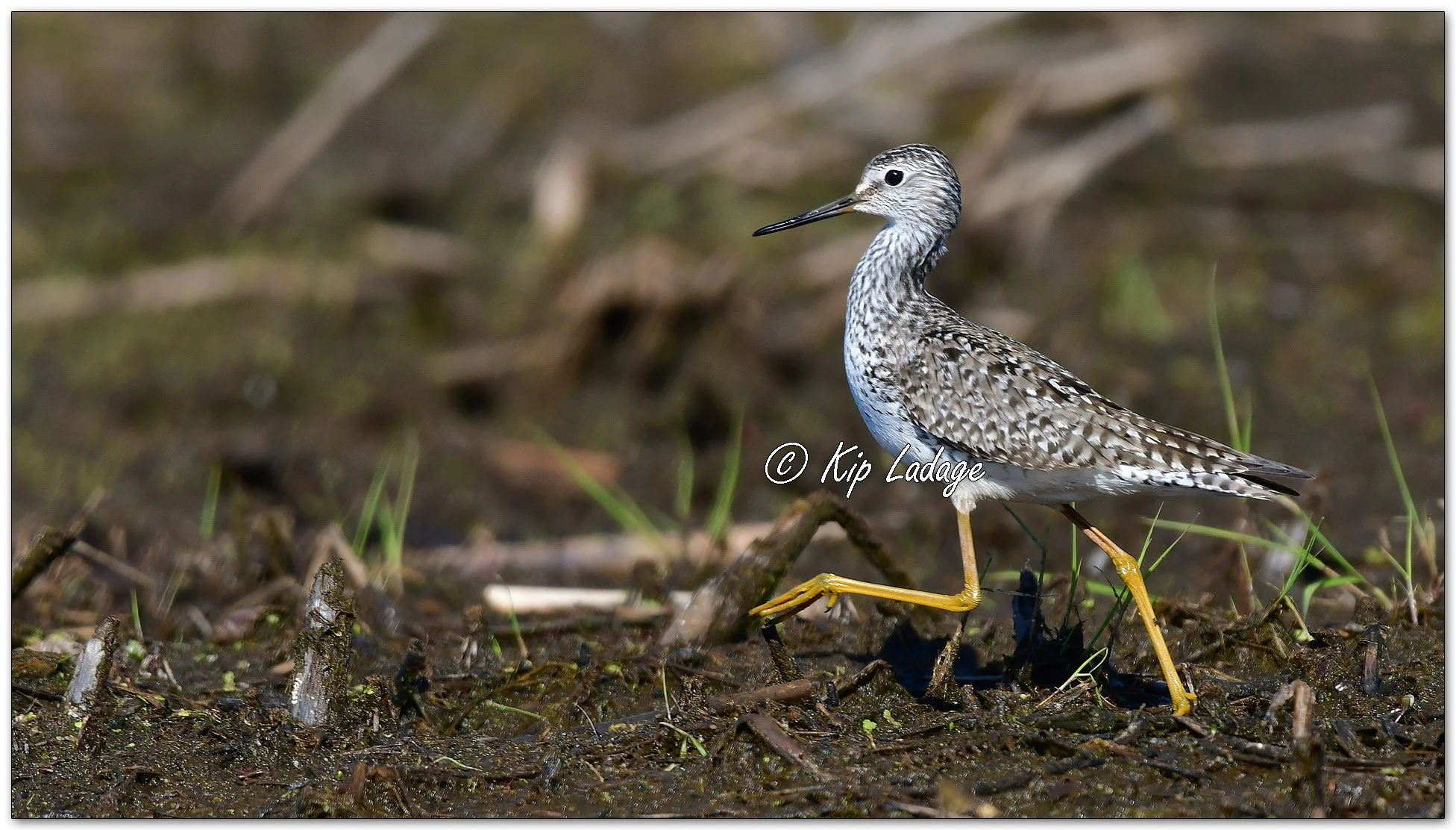 Lesser Yellowlegs - Image 1094840