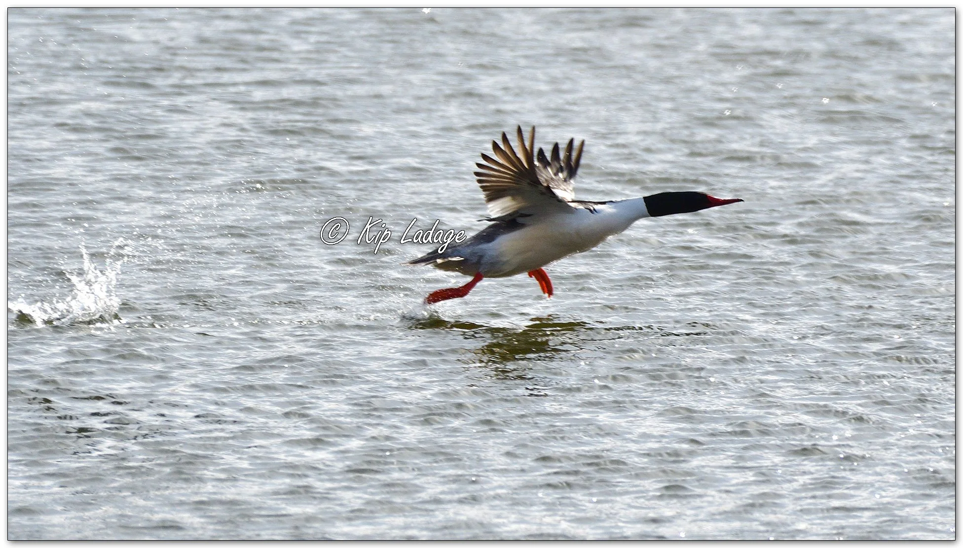 Male Common Merganser - Image 1073621