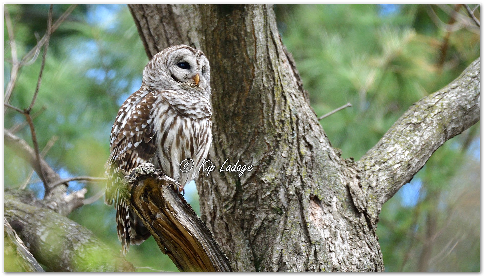 Barred Owl Near Artificial Nest - Image 1090544