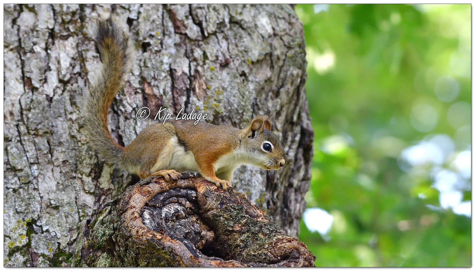 Red Squirrel - Image 1127054