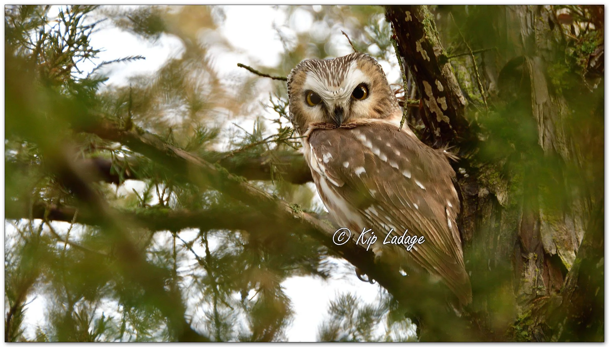 Saw-whet Owl - Image 1046178