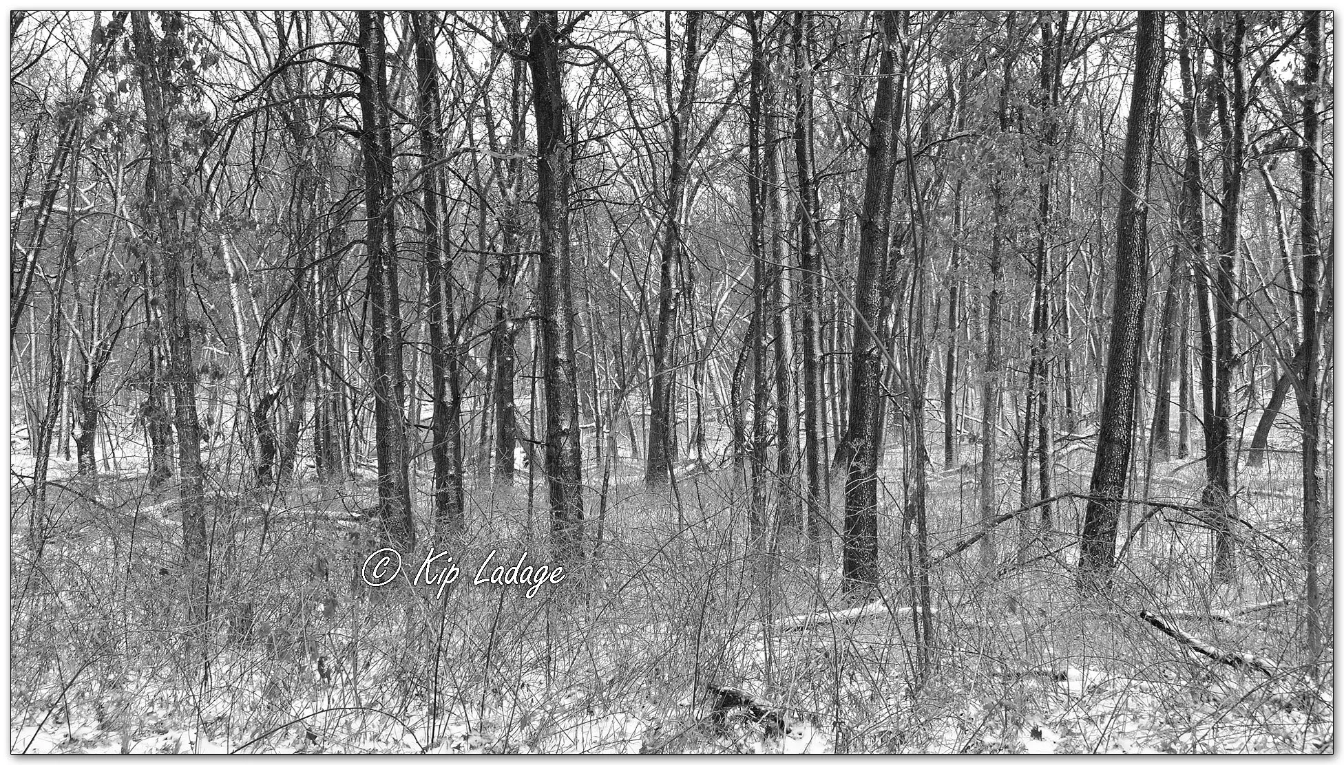 Timber in Snow - Image 1073366mono