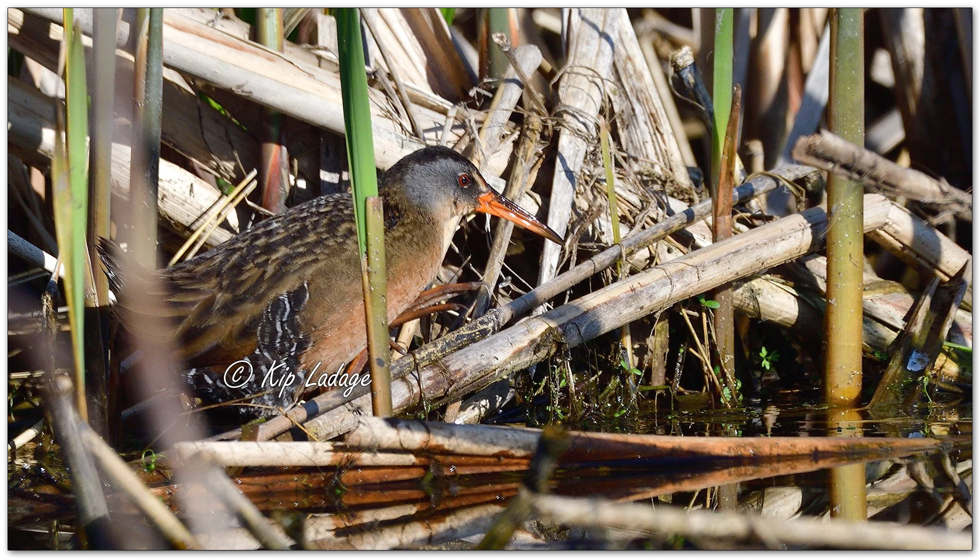 Virginia Rail - Image 968484