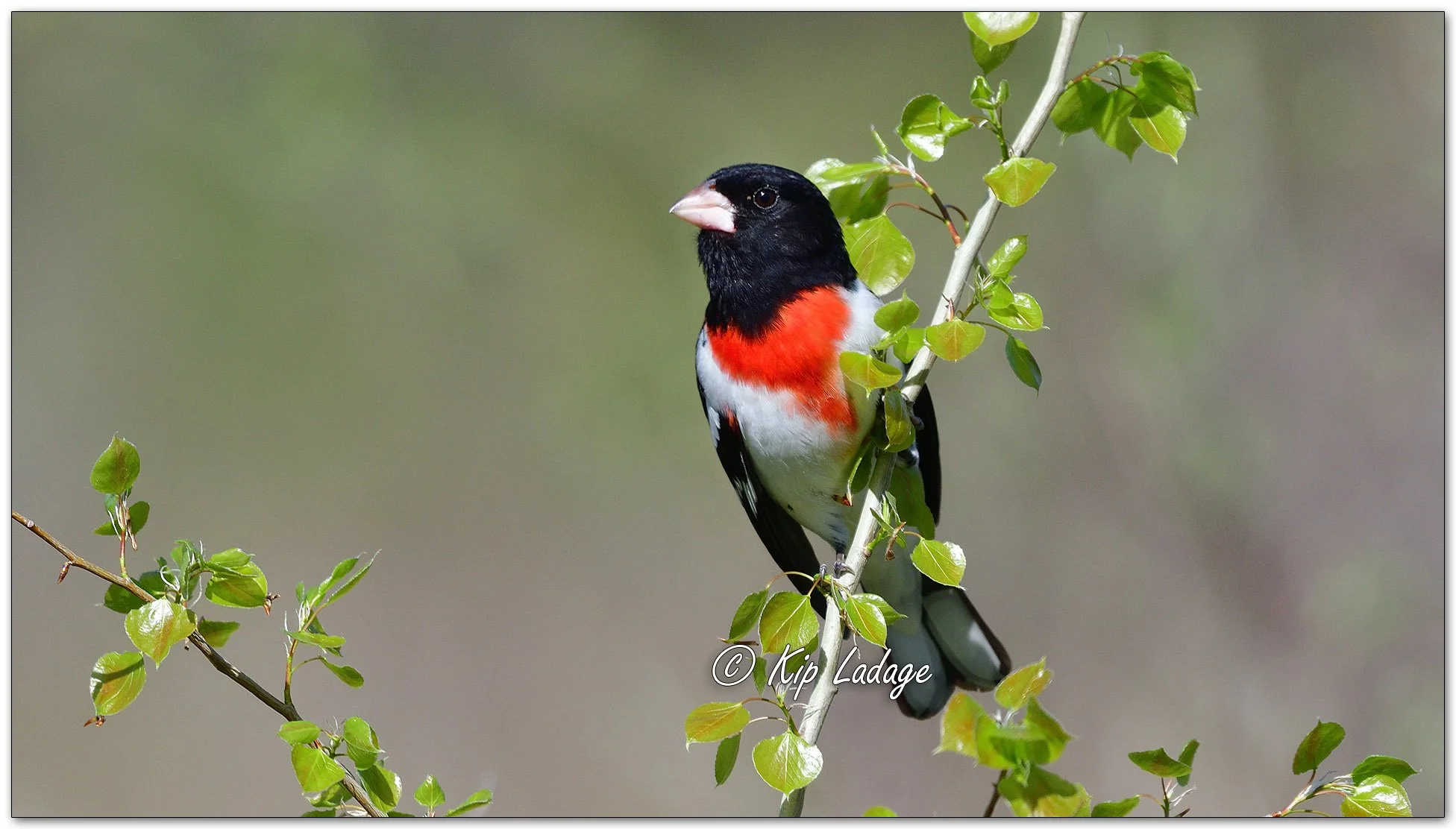 Male Rose-breasted Grosbeak - image 968063