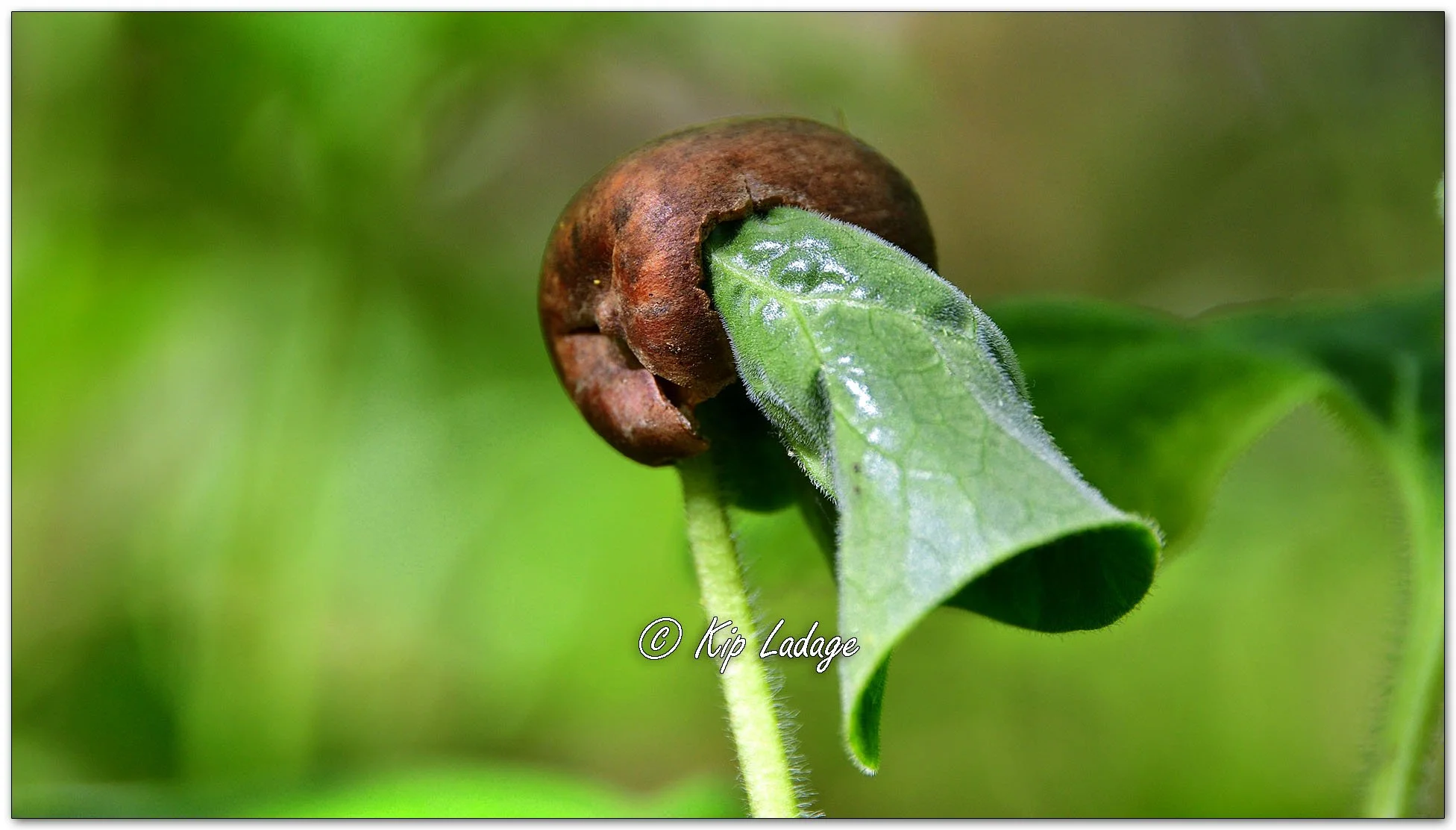 Acorn vs Bloodroot Leaf - Image 1095240