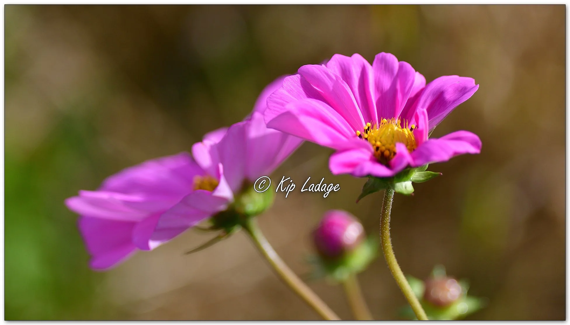 Garden Cosmos Before Frost - Image 1164106