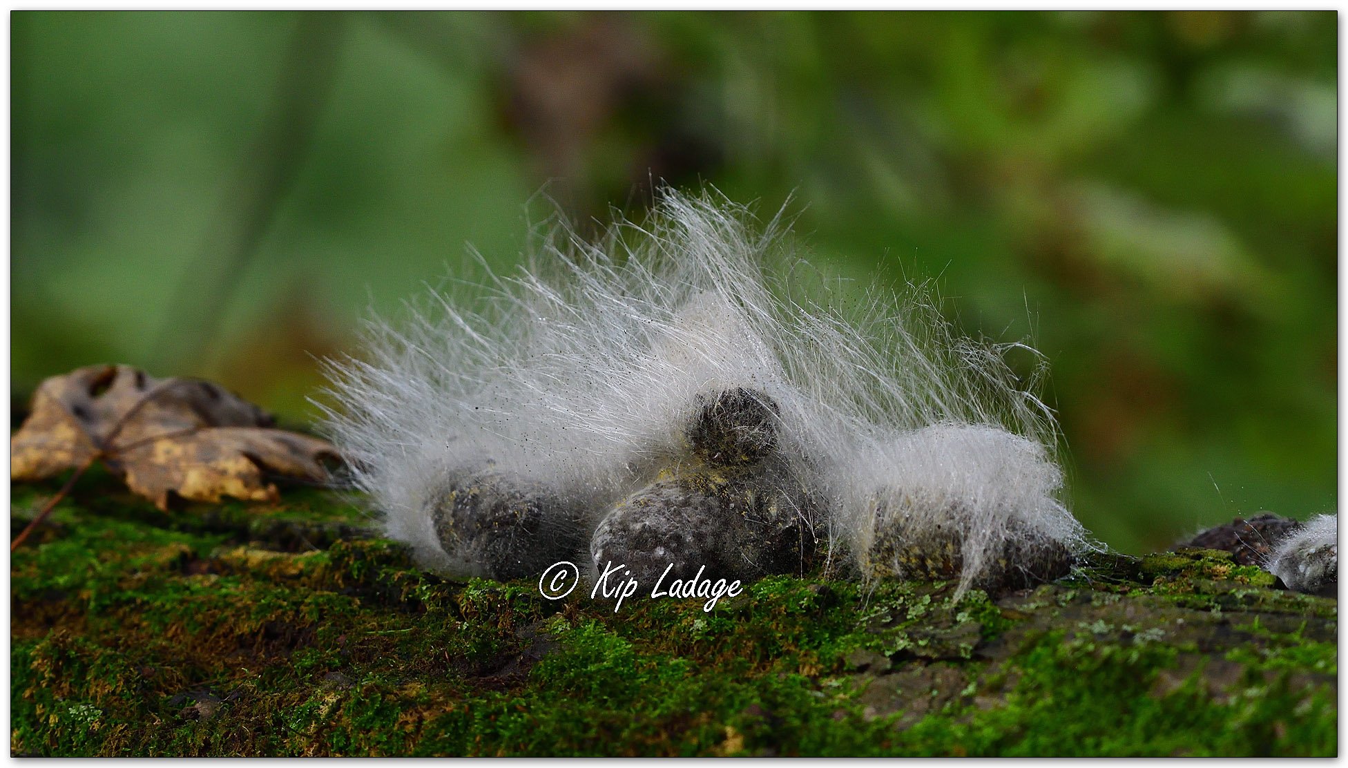 Phycomyces blakesleeanus (Hairy Poop Mold) - Image 1156654