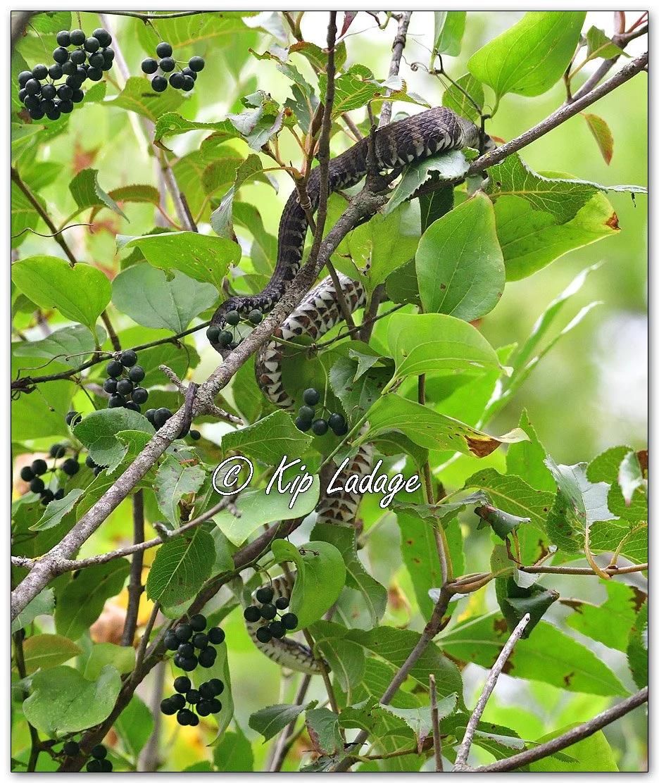 Common Water Snake High in A Tree - Image 1142260