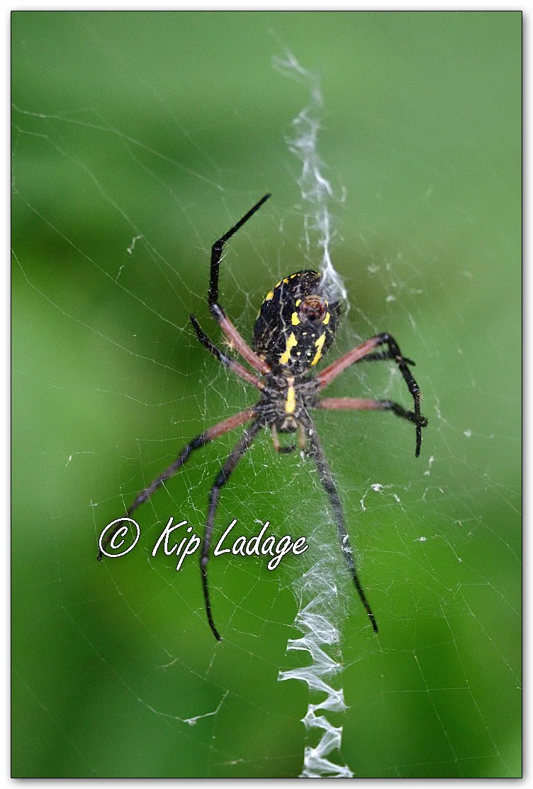 Yellow Garden Spider - Image 1143740