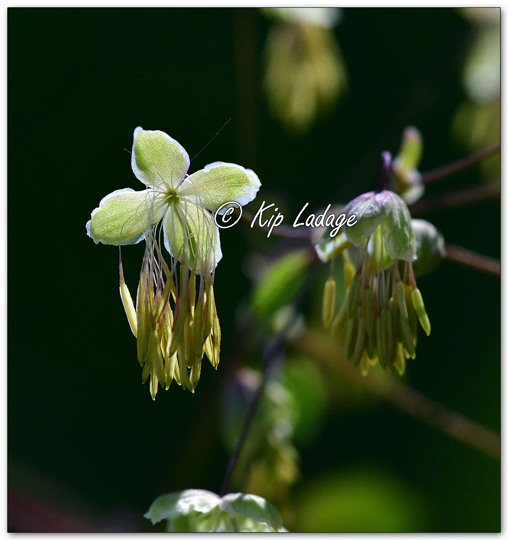 Early Meadow Rue - Image 1094198