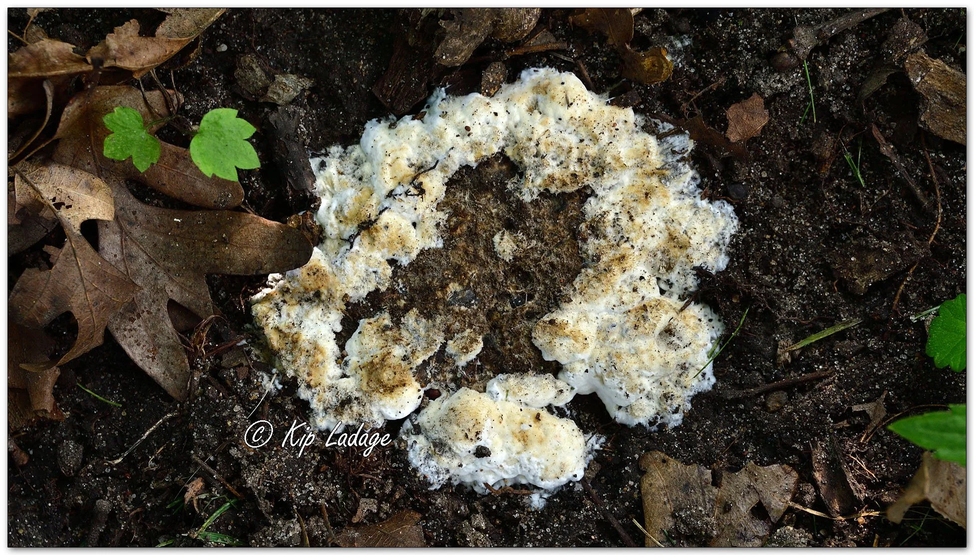 Wrinkled Crust Fungi - Image 1137488