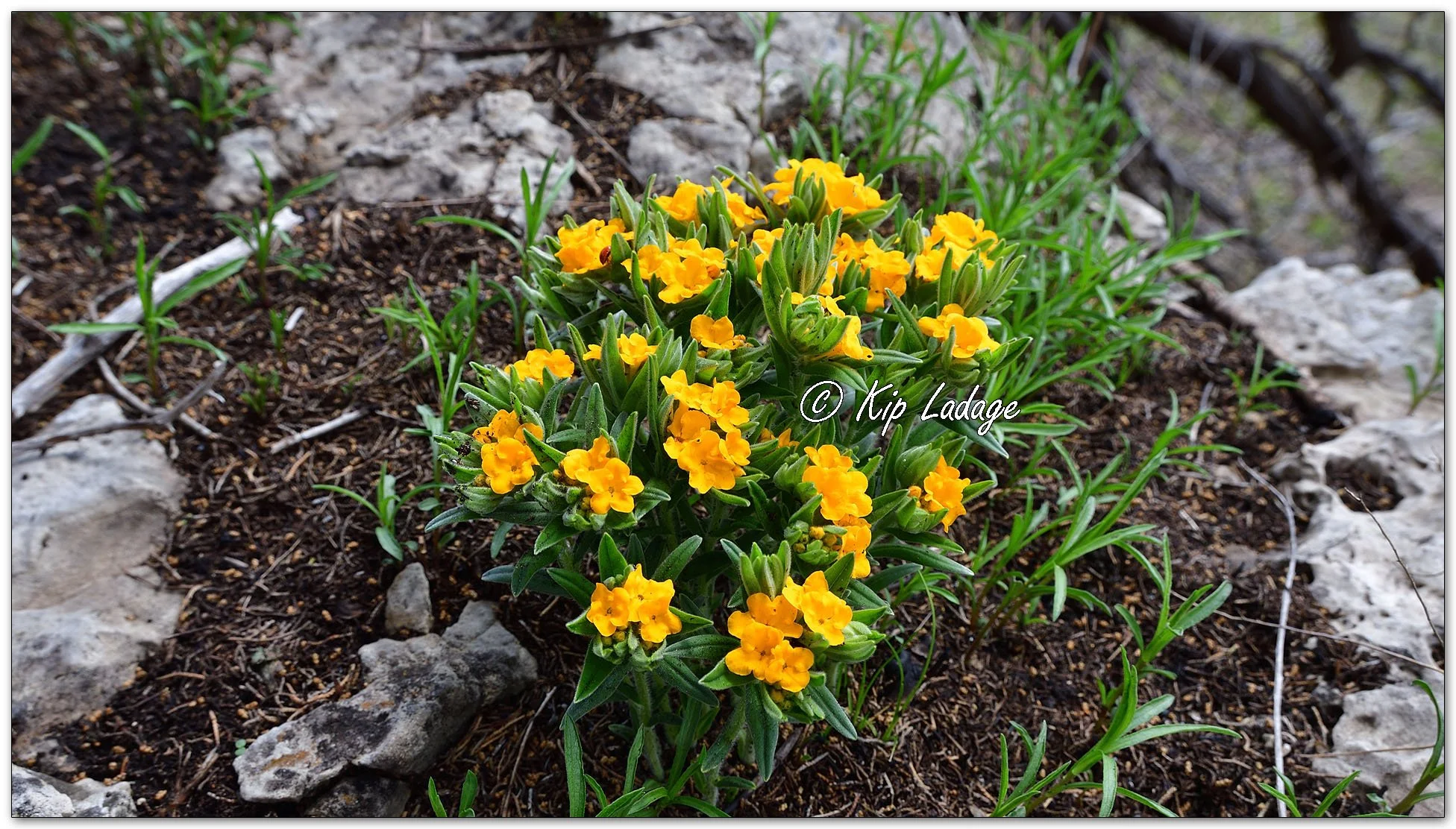 Hoary Puccoon - Image 1089783