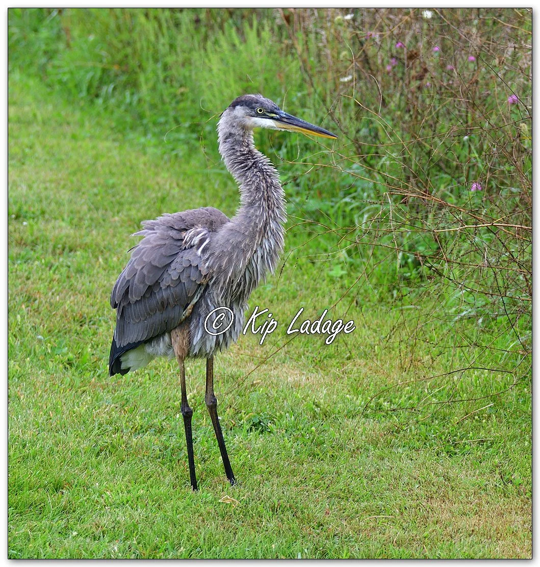 Great Blue Heron - Close - Image 1141345