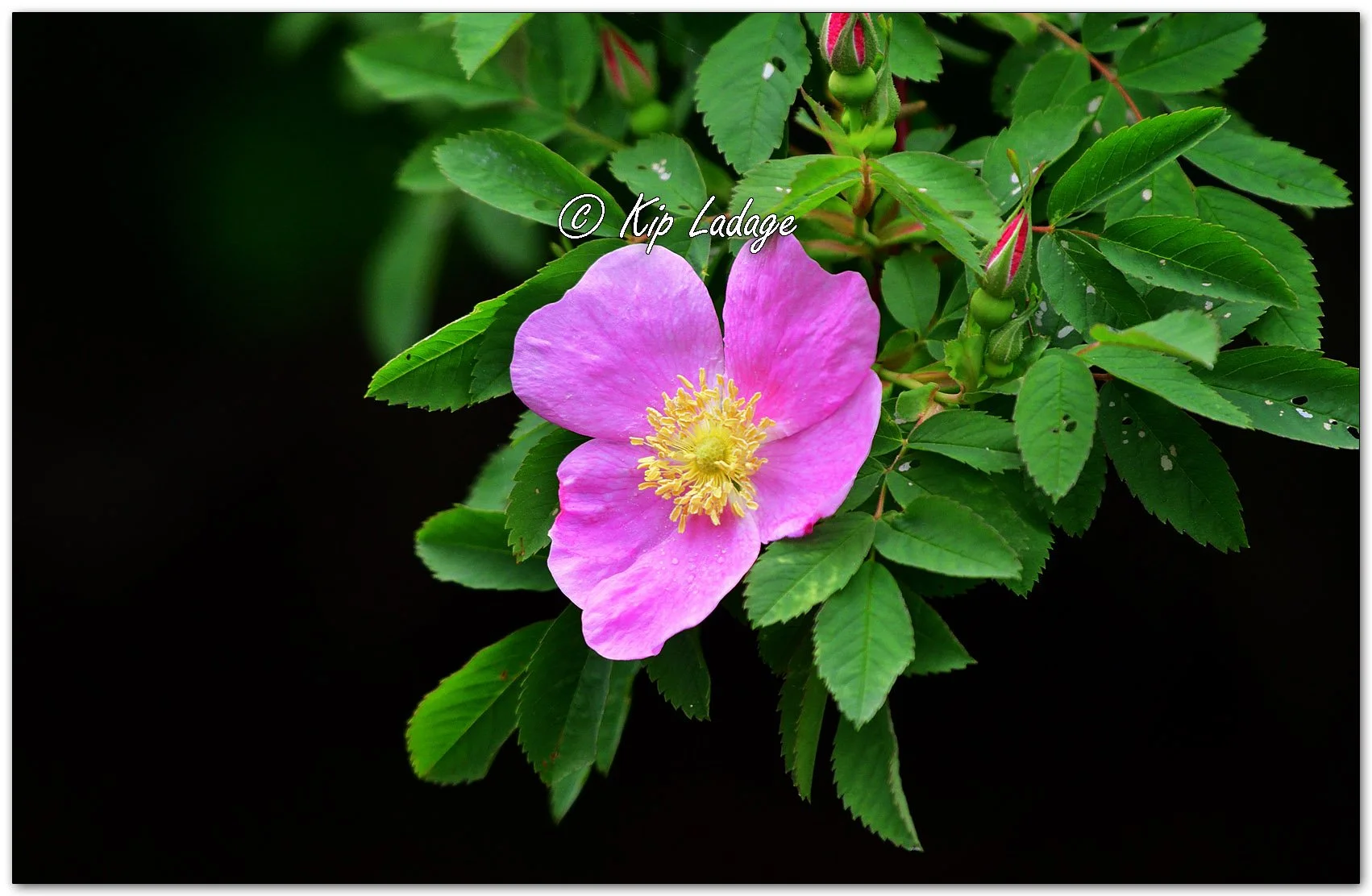 Wild Rose - Image 1099315