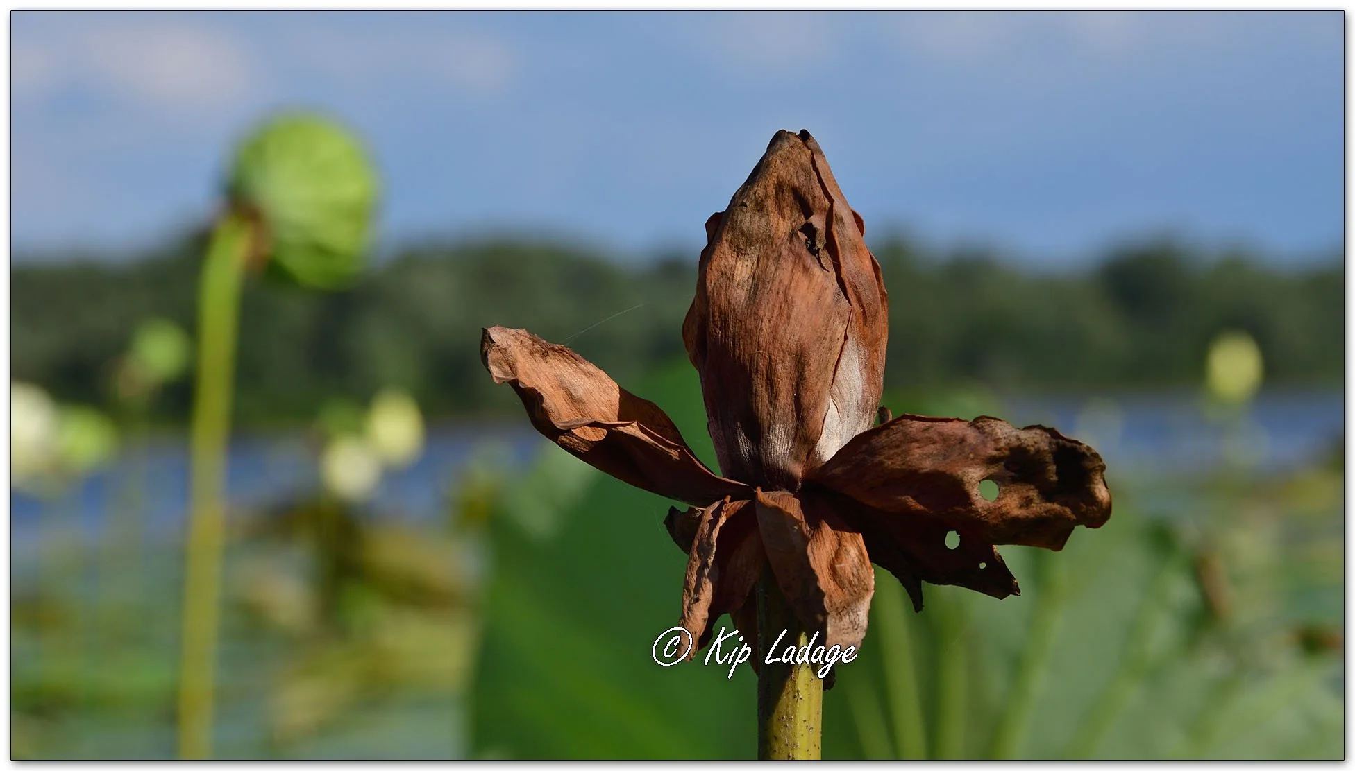 American Lotus - Image 1138130