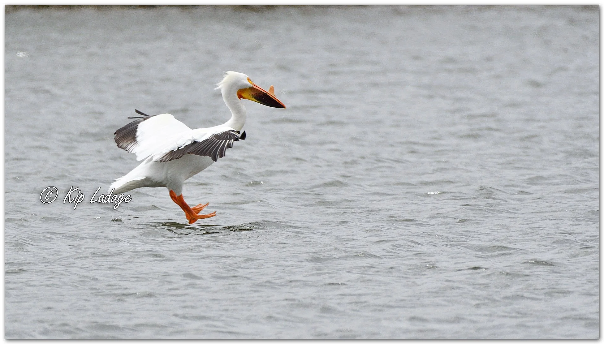 American White Pelican - Image 1076743